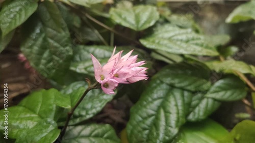 Clerodendrum thomsoniae, also known as Bleeding Heart Vine, is an ornamental vine native to tropical West Africa. This plant is often used as a shade plant and for traditional medicine.