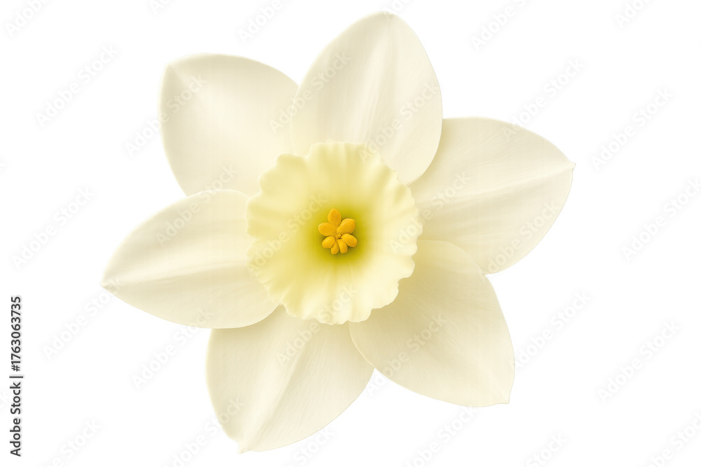 Obraz premium White daffodil flower detailed close-up, showing yellow trumpet and petals, symbolizing spring and renewal on transparent background