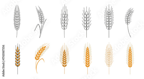 Wheat Ears Collection - Realistic and Line Art Illustrations.