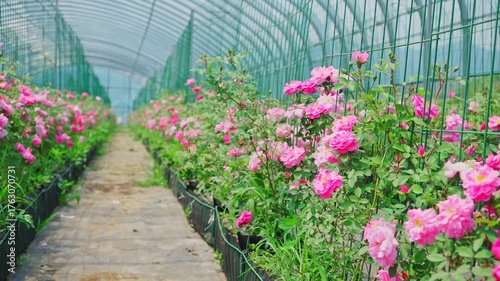 Wallpaper Mural Artificially planted roses in greenhouses Torontodigital.ca