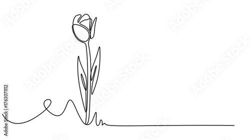 Continuous one line drawing of beautiful spring tulip flowers graphic animation, Continuous one line drawing of beautiful spring flowers graphic animation. Alpha channel. Single line art bouquet.