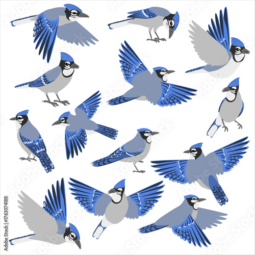 vector drawing bird, blue jay , hand drawn Cyanocitta cristata, isolated nature design element