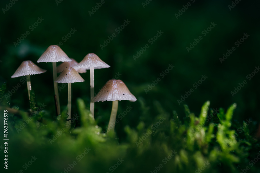 Fototapeta premium Beautiful fairy tale image with little mushrooms in autumn forest