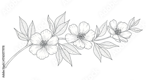 Elegant floral branch illustration delicate botanical drawing with flowers and leaves transparent background