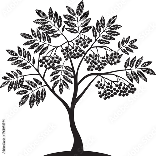 Silhouette of Rowan Tree with Berries on White Background
