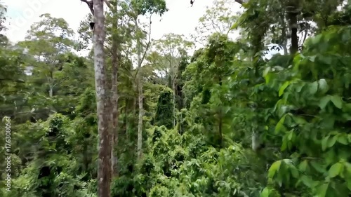 Lush Green Forest Canopy with Tall Trees in Natural Jungle Setting