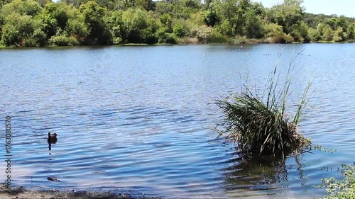 View Of Lake With Ripples On Surface And Geese Santa Rosa California
