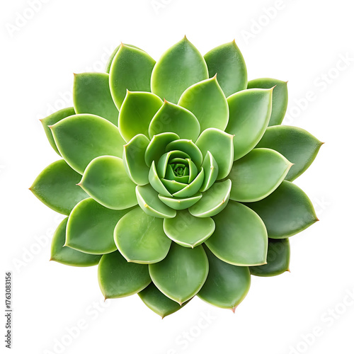 Top View of Fresh Green Succulent Plant