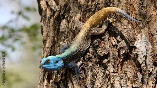 A colorful male southern tree agama (Acanthocercus atricollis) in a tree, Kruger National Park, South Africa