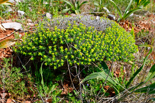 Greek spiny spurge // Dornbusch-Wolfsmilch (Euphorbia acanthothamnos) - Kiveri, Peloponnese, Greece