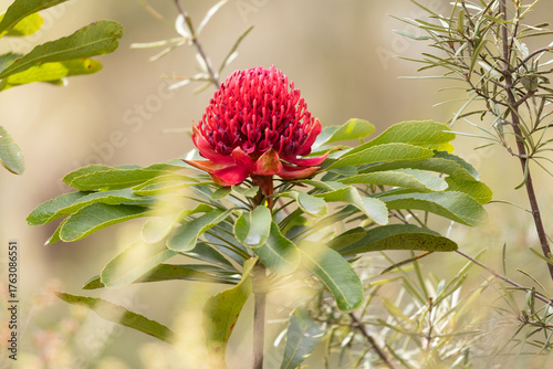 Waratah Flower in Australian bush