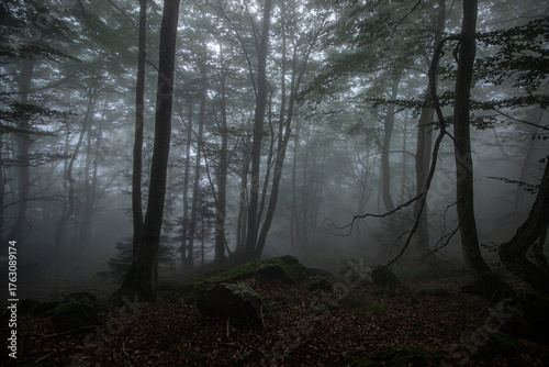 Forêt dans la brume