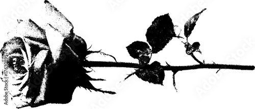 Black and white halftone rose illustration for retro design and print posters