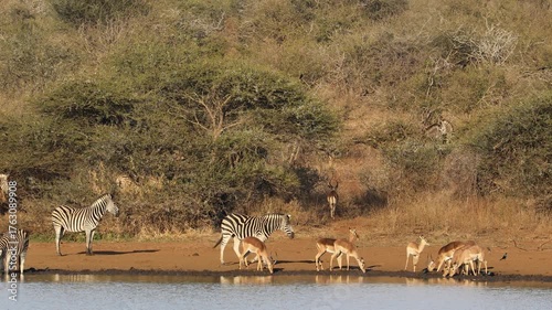Plains zebras (Equus burchelli) and impala antelopes (Aepyceros melampus) drinking water, Kruger National Park, South Africa