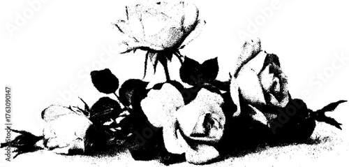 Vintage black and white floral design with roses in halftone print effect for artistic projects