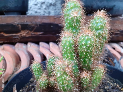 Spiny cactus with dewdrops potted