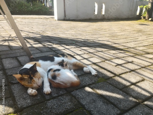 Sundrenched nap of calico cat with kitten