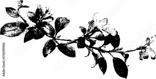 Black and white halftone illustration of vine branch for artistic design