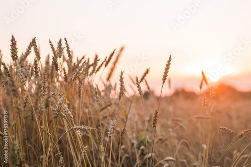 A rural landscape at sunset. Golden wheat stalks against the backdrop of a ripening field. A close-up of an agricultural cereal plant. The concept of planting and harvesting a bountiful harvest.