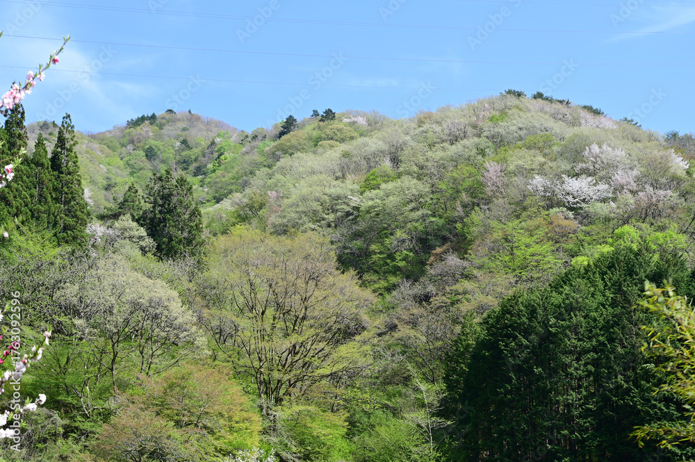 Fototapeta premium 里山の新緑の風景