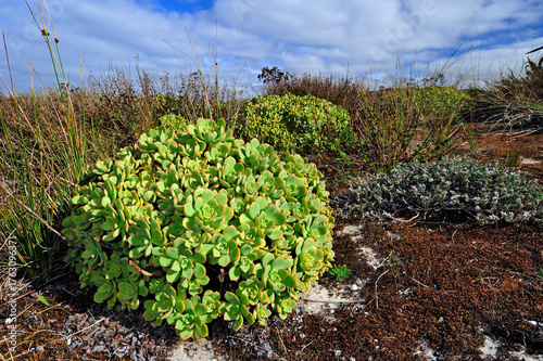 Rosettendickblatt (Aeonium lancerottense) - Torreira,  Portugal