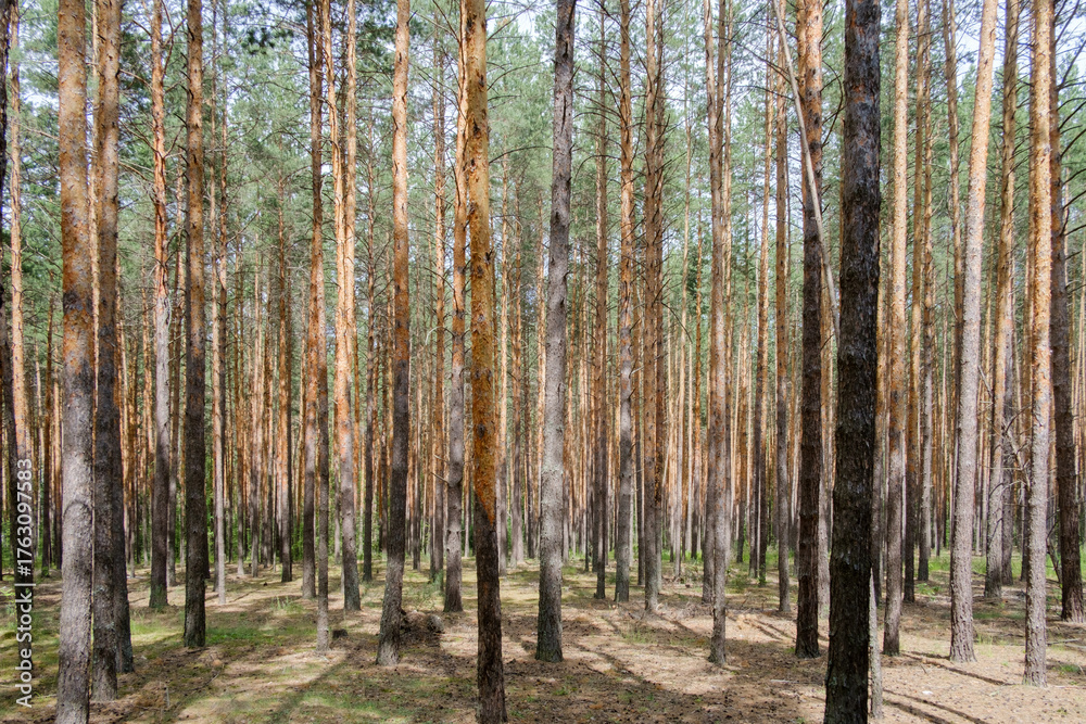 Naklejka premium pine forest on a summer day