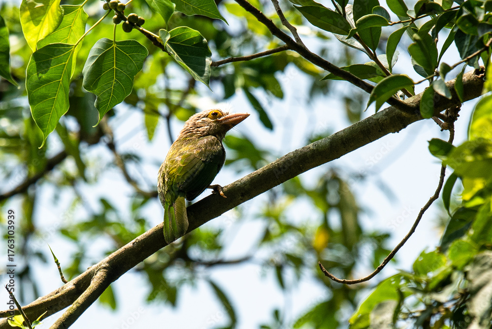 Fototapeta premium Lineated Barbet Perched In Lush Tree With Green Leaves And Blue Sky