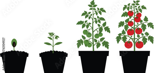Tomato plant growth stages sequence from seedling to ripe fruit in pots flat design vector illustration isolated on transparent background