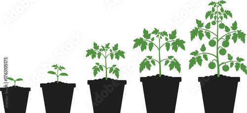 Plant growth stages in pots demonstrating development from seedling to mature plant flat design vector illustration isolated on transparent background