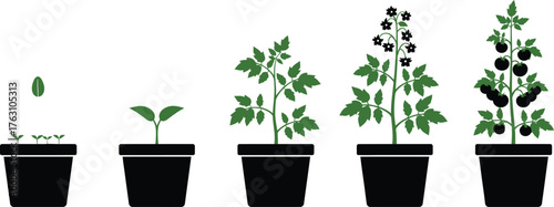 Plant growth stages from seed to fruiting plant in pots sequence flat design vector illustration isolated on transparent background