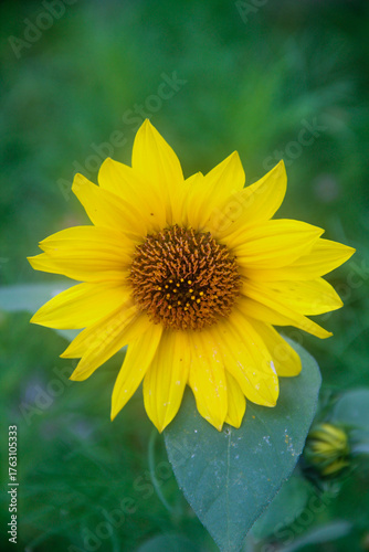 sunflower in the garden