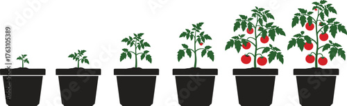 Tomato plant growth stages from seedling to harvest in pots flat design vector illustration isolated on transparent background