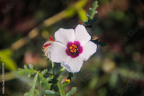 bee on flower Kashmir Valley India 