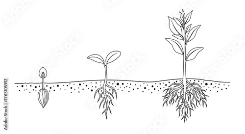 Plant growth stages illustrated seed sprout and fully grown plant