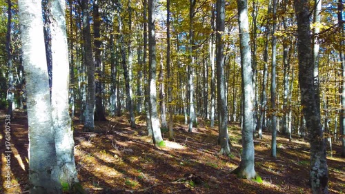Filming in a deciduous forest in autumn