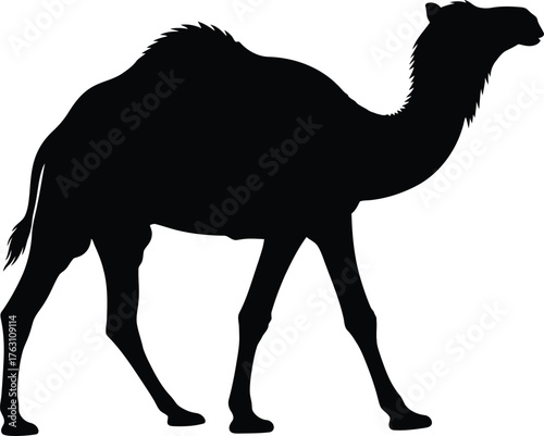 Silhouette of a walking camel with a textured outline on a plain background a desert animal silhouette flat design vector illustration isolated on transparent background