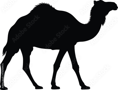 Silhouette of a dromedary camel walking across a plain desert landscape illustration flat design vector illustration isolated on transparent background