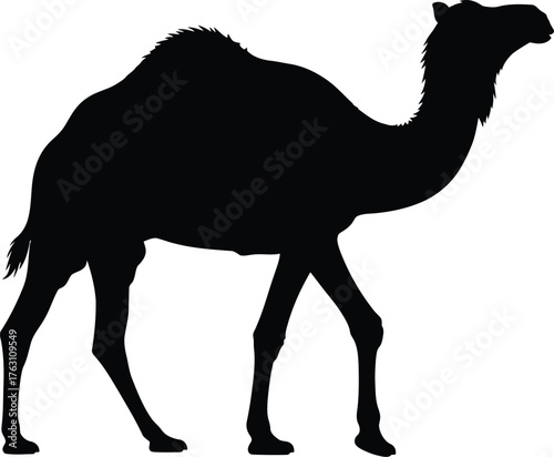 Silhouette of a single dromedary camel walking across a blank canvas with textured detail flat design vector illustration isolated on transparent background
