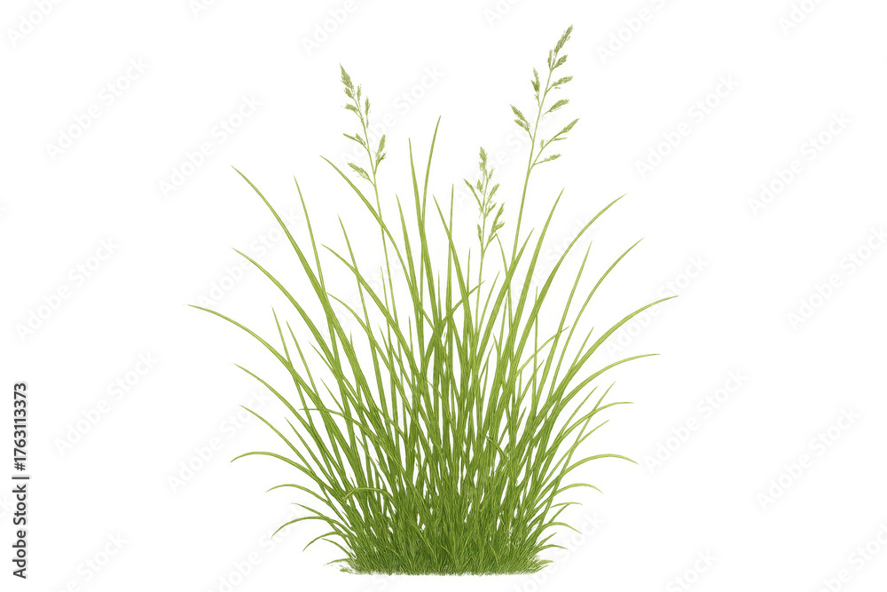 Fototapeta premium Green grass tuft growing, showing individual blades and seed heads, representing nature, growth, and environment. Transparent background
