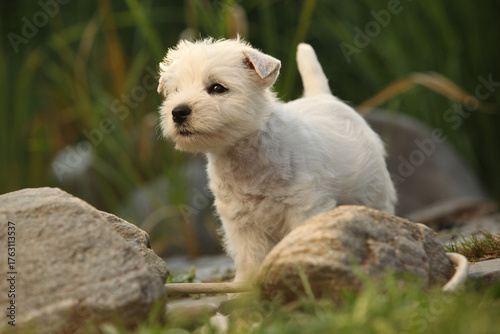 Welsh Highland White terrier