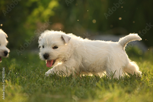 Welsh Highland White terrier