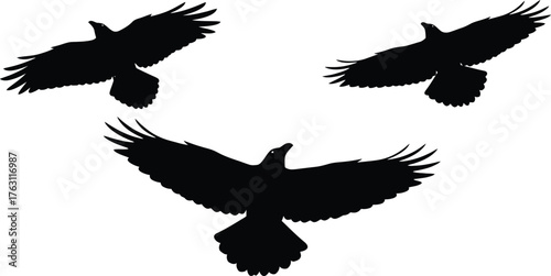 Three silhouettes of birds of prey soaring with wings spread wide in dynamic flight flat design vector illustration isolated on transparent background