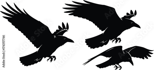 Silhouette flock of ravens flying against dynamic wing shapes detailed feather textures flat design vector illustration isolated on transparent background