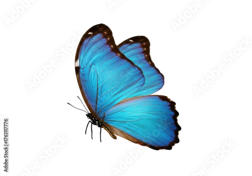 Fototapeta Vibrant blue morpho butterfly isolated PNG, tropical insect with detailed wings on transparent background for design and educational purposes