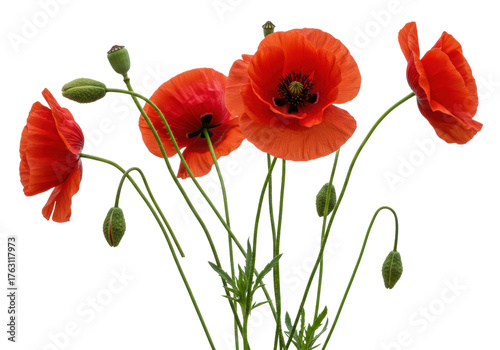 Vibrant red poppy flowers isolated on a clean background, delicate floral arrangement for spring designs and botanical themes