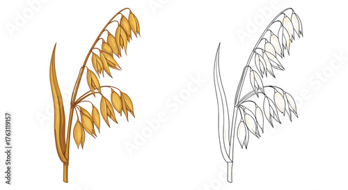 Illustration of a golden oat plant next to a black and white outline version on a white background