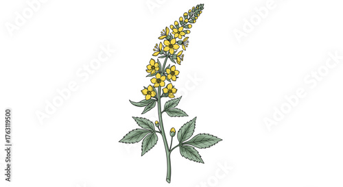 Illustration of a flowering plant with yellow flowers and green leaves on a white background
