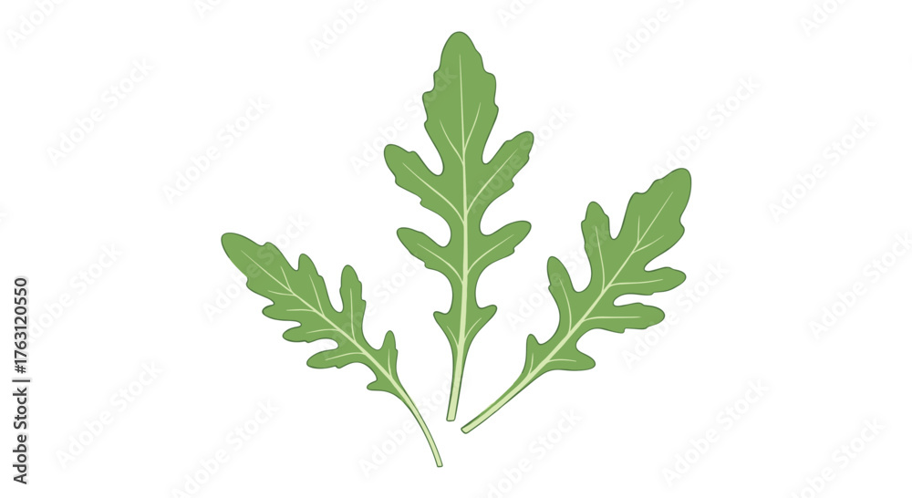 Naklejka premium Three arugula leaves arranged on a white background in a simple and clean presentation style