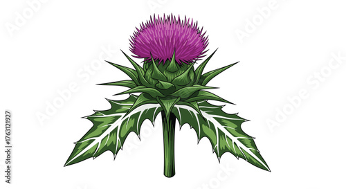 Illustration of a thistle plant with a vibrant purple flower and spiky green leaves on white background