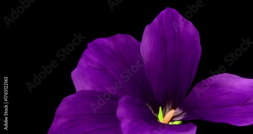Blooming violet. Growing blossom from bud to big flower on black background. Macro view. 4K 3D rendering animation.
